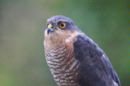 09-6125 Male Sparrowhawk (Accipter nisus) NOT Captive